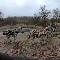 Feeding of Champan´s Zebras